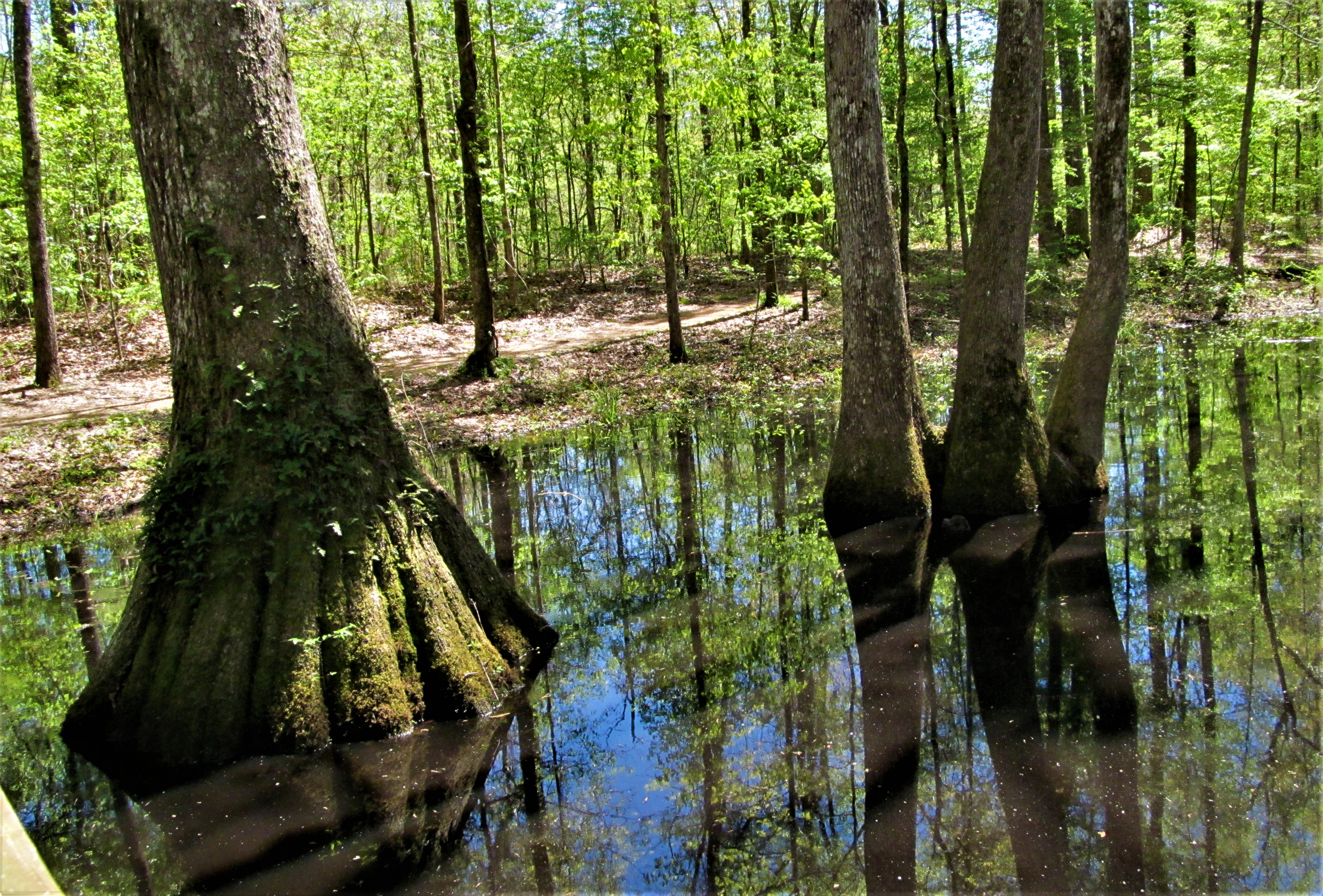 cypress swamp trees 1 march 31