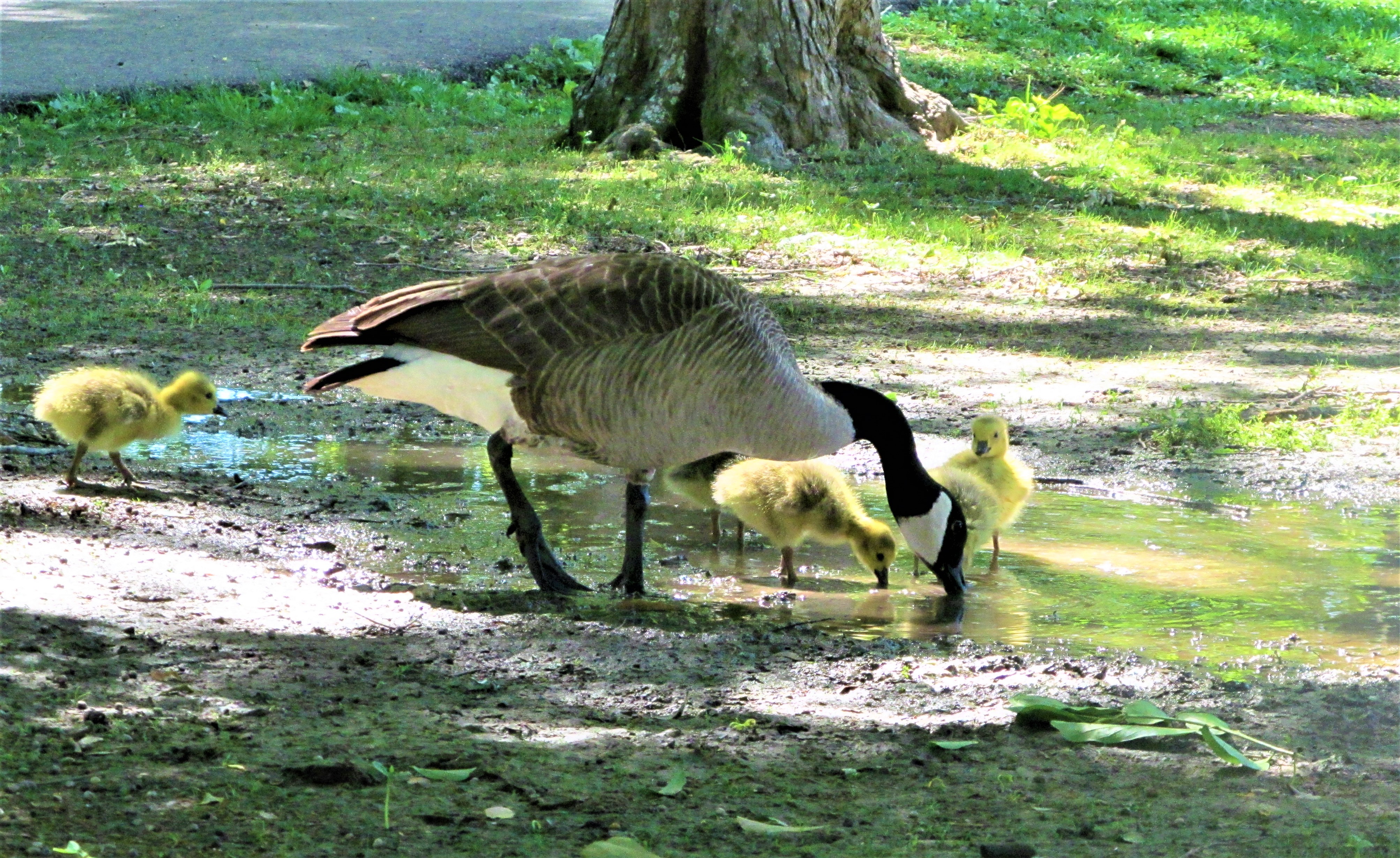geese drinking water in strawberry park april 24