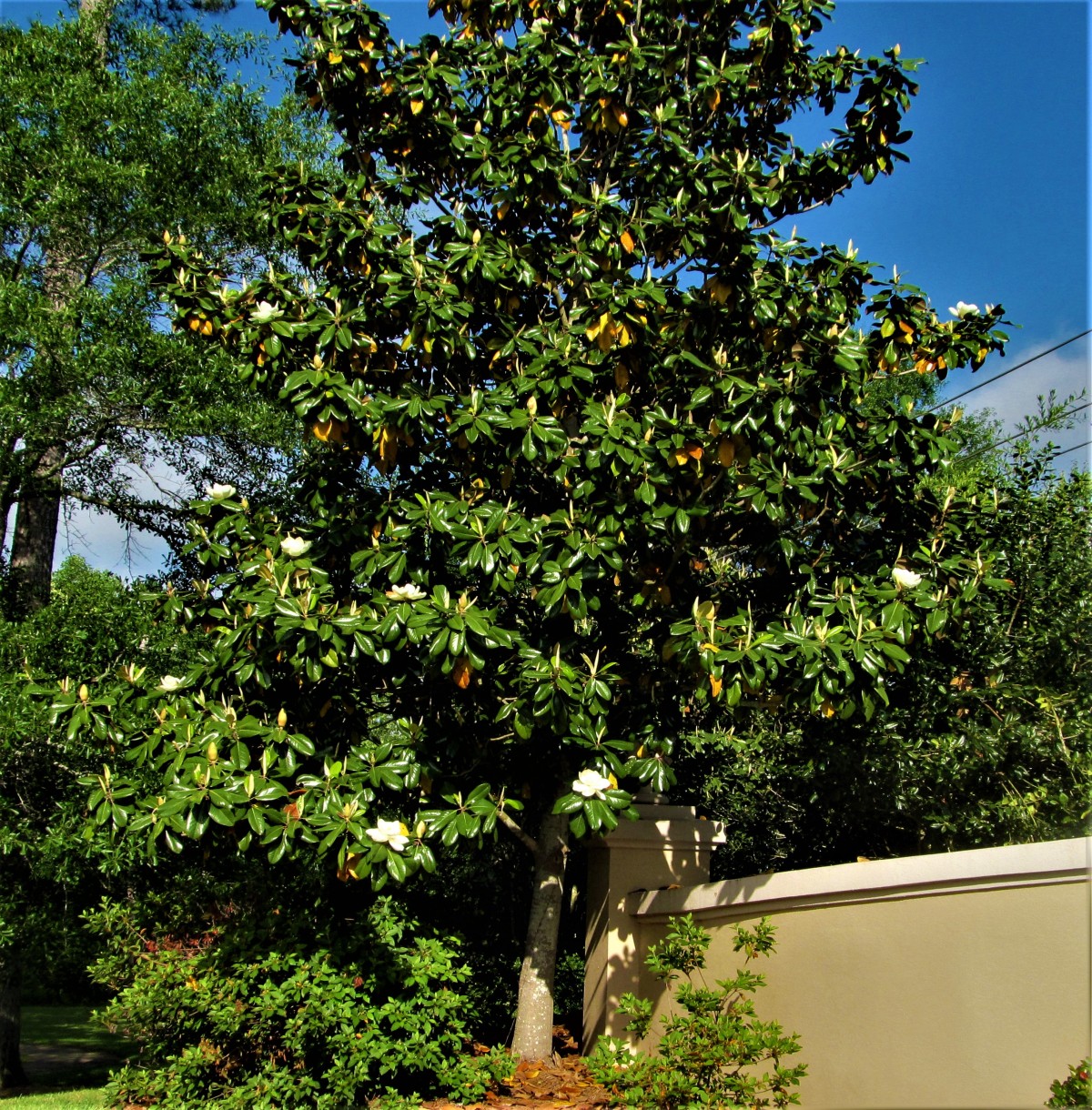 Descend Life Of A Mississippi Magnolia Tree Piper S Adventures