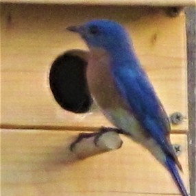 male bluebird april 10