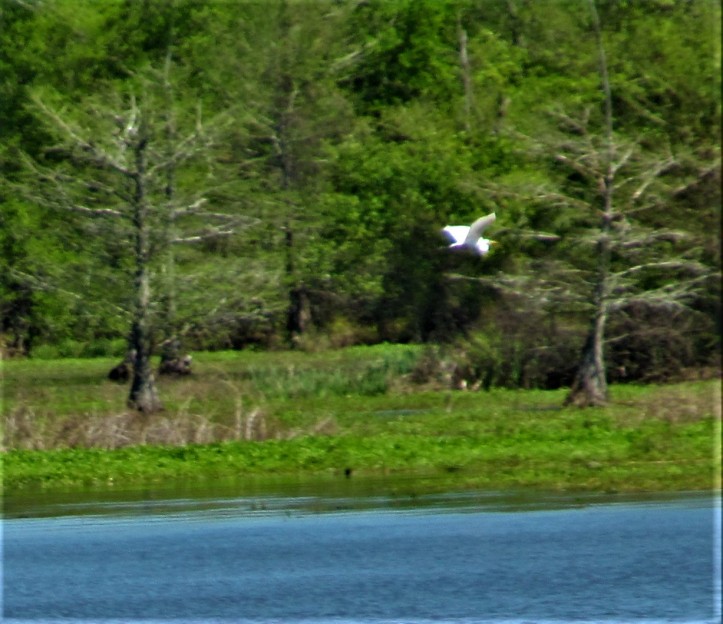 bird in flight river bend natchez trace march 31